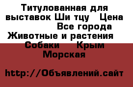 Титулованная для выставок Ши-тцу › Цена ­ 100 000 - Все города Животные и растения » Собаки   . Крым,Морская